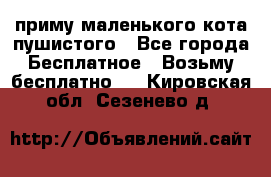 приму маленького кота пушистого - Все города Бесплатное » Возьму бесплатно   . Кировская обл.,Сезенево д.